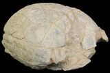 Fossil Tortoise (Stylemys) - Wyoming #143832-4